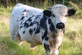 RWT Cow at Gilfach
