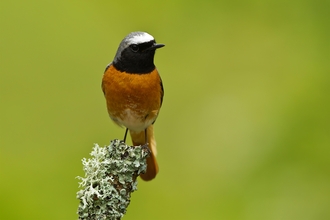 Redstart by Tony Coombs