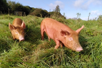 Tamworth Pigs