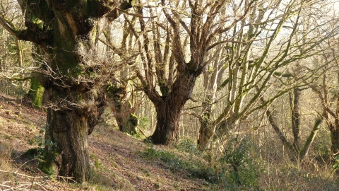 Cwm Byddog Ancient Trees