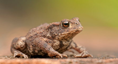 Common toad by Dawn Monrose
