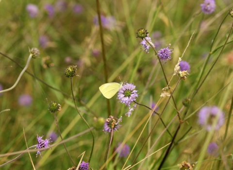 Large White butterfly on Devil's bit scabious at Burfa Bog Nature Reserve