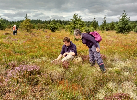 Where the Wild Things Are Bog Survey