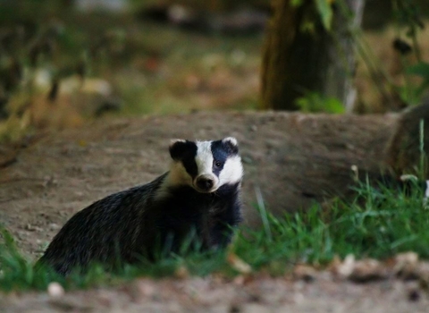Badger in woodland 