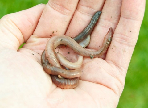 Worm in hand