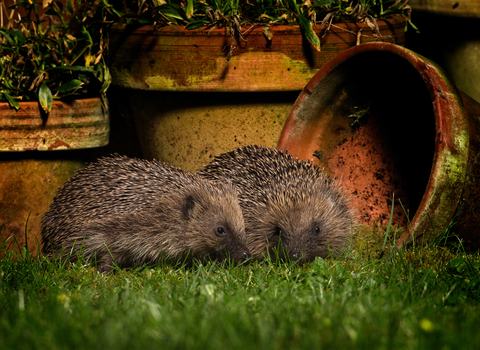Hedgehog (c) Jon Hawkins Surrey Hills Photography 