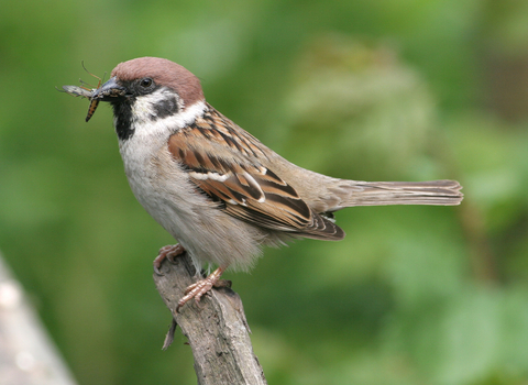 Tree-sparrow (c) Mike Snelle