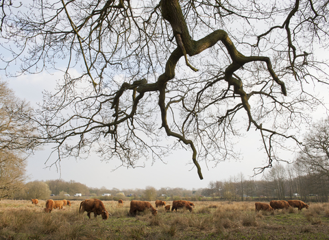 Highland cattle grazing heathland 