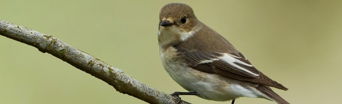 Pied flycatcher female