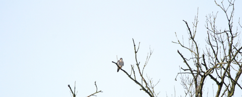 Winter bird survey