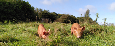 Tamworth pigs