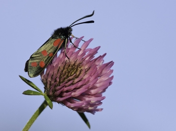 A six spot burnet moth resting on the pink, globe-like head of a red clover flower. The moth is glossy and black with six bold red spots on each forewing.
