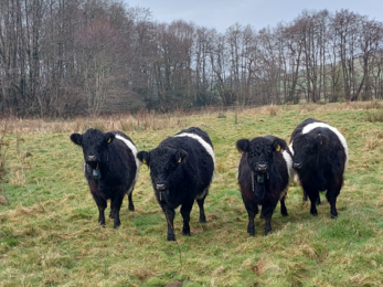 Cows at Burfa Bog