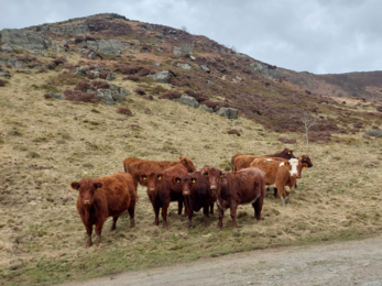 Cows at Gilfach