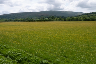 Northern hay meadow