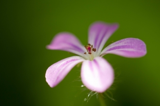 Herb-Robert