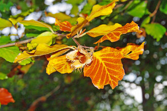 Common Beech