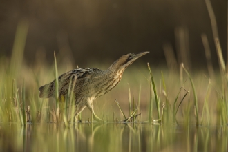 Bittern