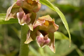 Broad-leaved Helleborine