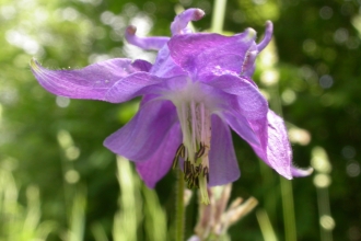 Common Columbine