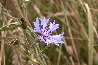 Cornflower