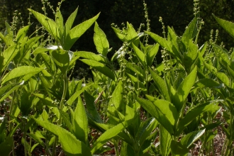 Dog's Mercury