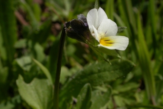 Field Pansy