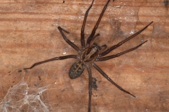 Giant House Spider