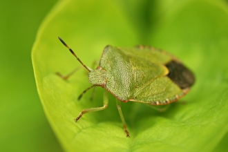 Common Green Shield Bug