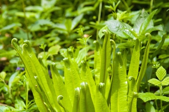 Hart's-tongue Fern