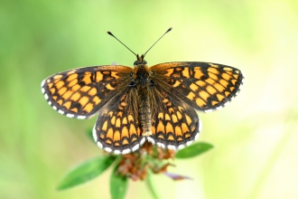 Heath Fritillary butterfly