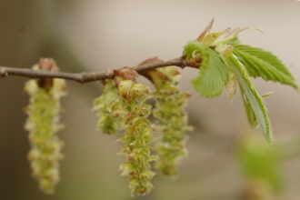 Common Hornbeam