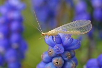 Common Green Lacewing