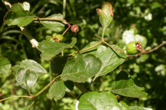 Midland Hawthorn