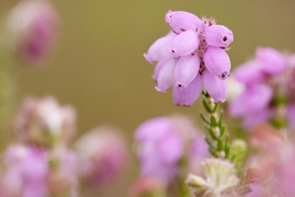 Cross-leaved Heath