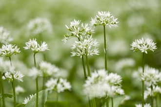 Ramsons