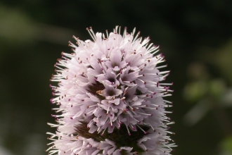 Water Mint