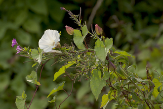 Hedge Bindweed