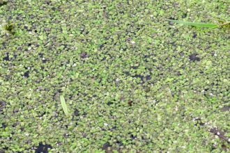 Common Duckweed