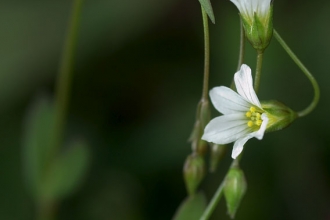 Fairy Flax