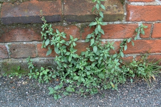 Pellitory-of-the-wall