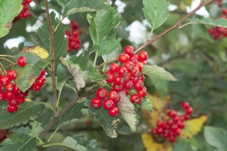 Common Whitebeam