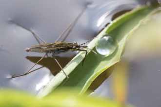 Common Pond Skater