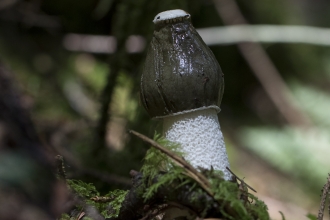 Stinkhorn fungus