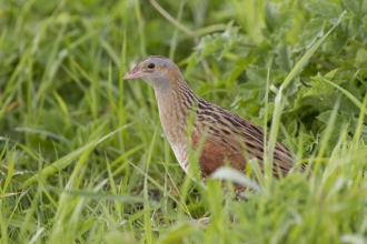 Corncrake