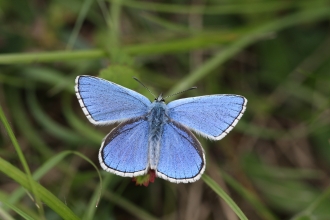 Adonis blue