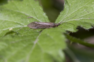 Caddisfly