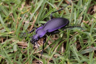 Violet ground beetle