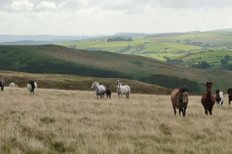 Cnwch Bank Horses