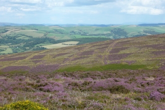 Heather Beacon Hill